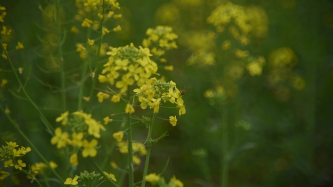 油菜花