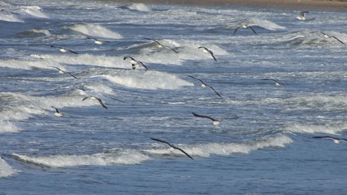 航拍威海金海滩海水浴场冬季游客海浪海鸥