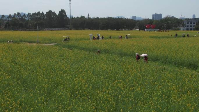 光明欢乐田园油菜花