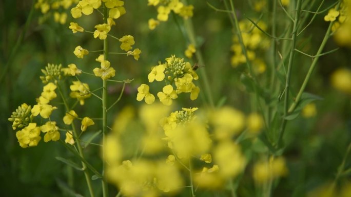 油菜花蜜蜂5