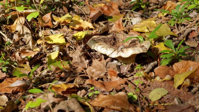 大而扁平的漏斗状蘑菇，生长在树林中干燥腐烂的叶子中