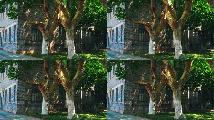4k素材 古建筑旁的老梧桐树