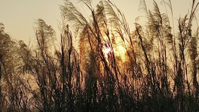 芦苇夕阳阳光植物微风逆光唯美朦胧秋天立秋