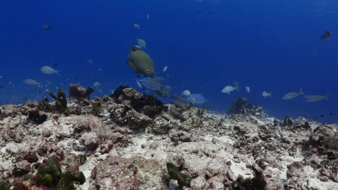 提普塔山口，朗吉罗亚，塔希提岛，南太平洋-拿破仑驼头濑鱼和鲹鱼在珊瑚礁狩猎