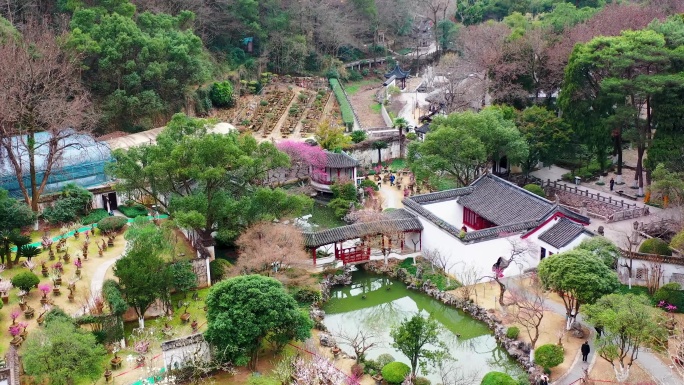 台州黄岩，九峰公园报春园，梅花