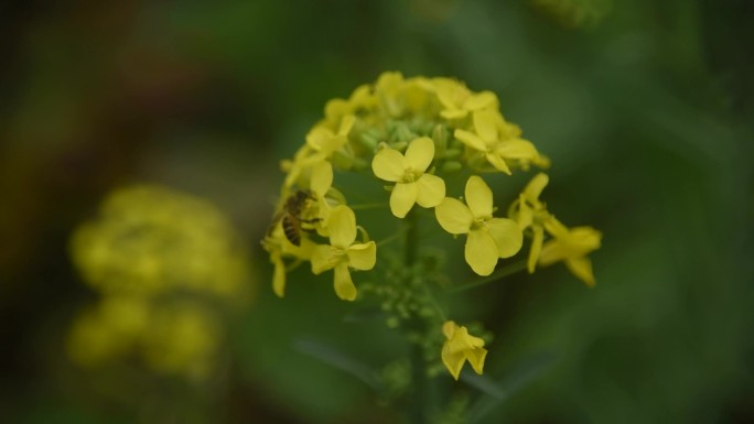 油菜花蜜蜂