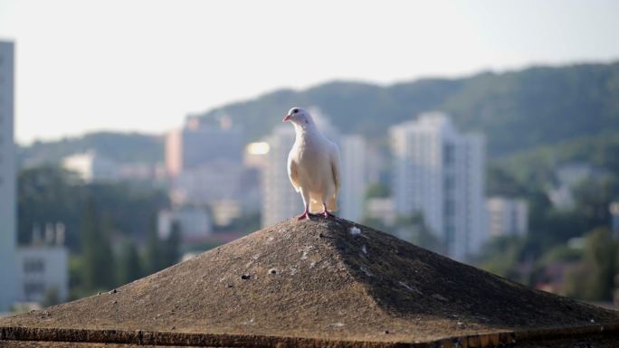 阳光下西禅寺屋顶上的一只白鸽特写