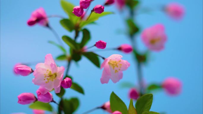 春天花朵樱花绽放过程植物延时视频素材9