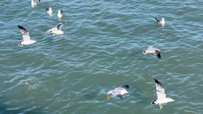 海鸥 大海 海边 飞鸟群  07