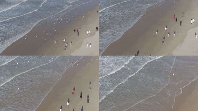 航拍威海金海滩海水浴场冬季游客海浪海鸥