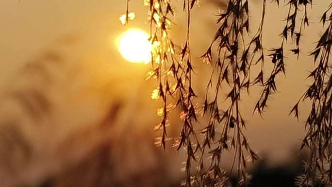 芦苇夕阳 阳光植物 微风逆光 唯美朦胧