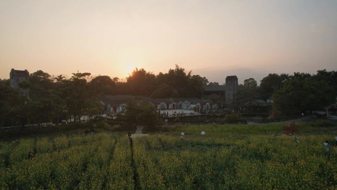 观澜版画村油菜花