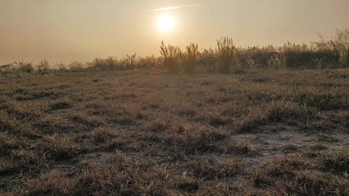 黄昏夕阳野草山坡晚霞草地日落风吹草动