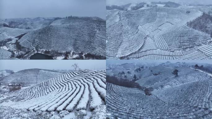 茶山雪景 信阳毛尖