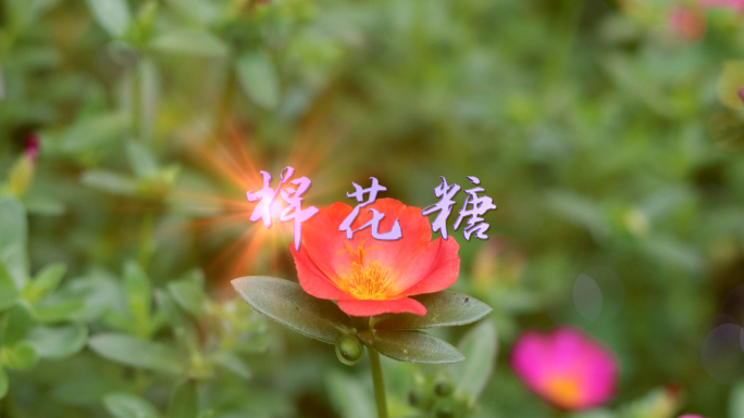 棉花糖伴奏视频背景