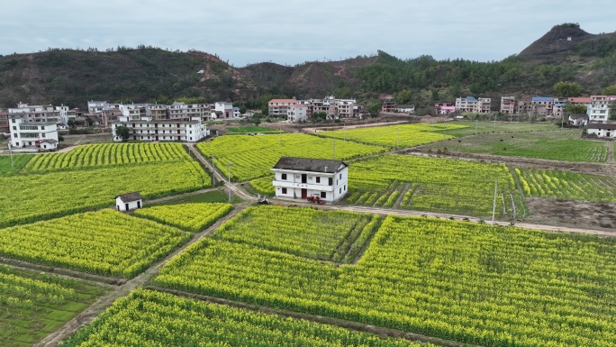 航拍乡村油菜花田