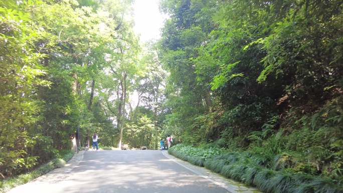 风景景区行人树林小道路