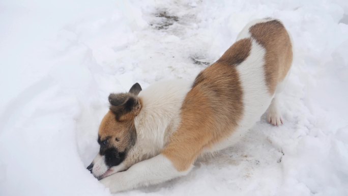 雪地狗狗