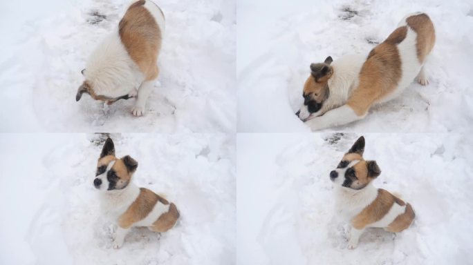 雪地狗狗