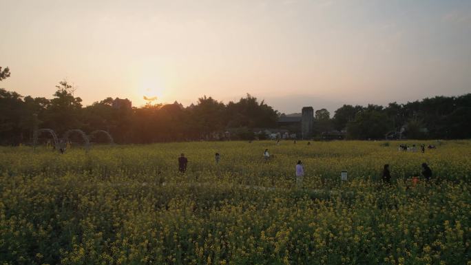 观澜版画村油菜花