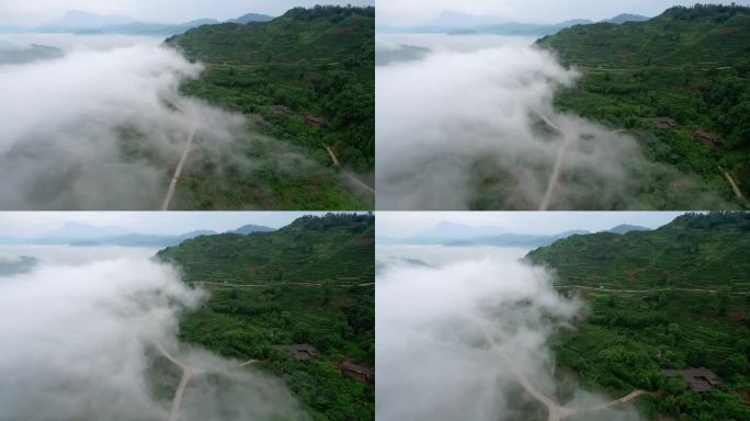 航拍四川乐山绿茶基地竹叶青峨眉雪芽茶山