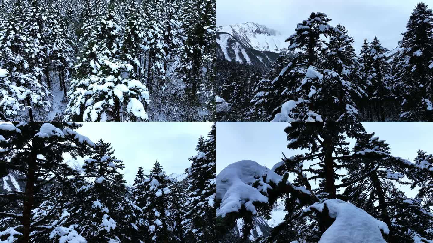 海螺沟高山冰川雨林