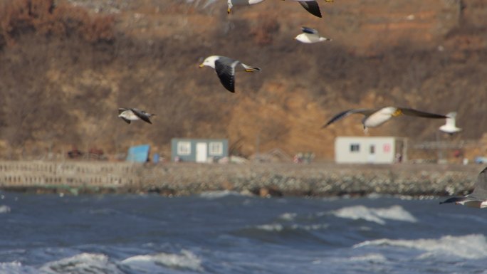 航拍威海金海滩海水浴场冬季游客海浪海鸥