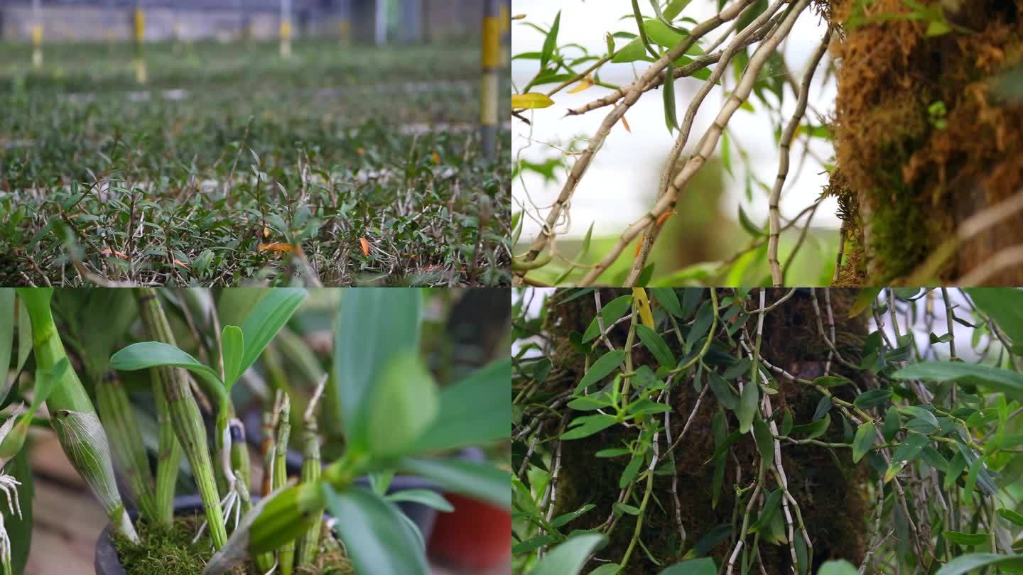 石斛大棚种植基地