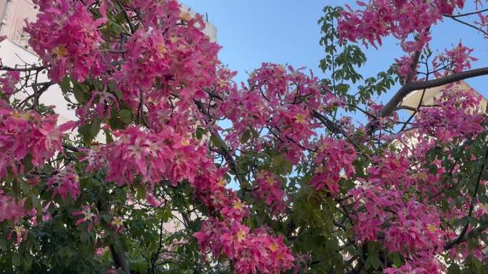 紫荆花树景色春天立春植物