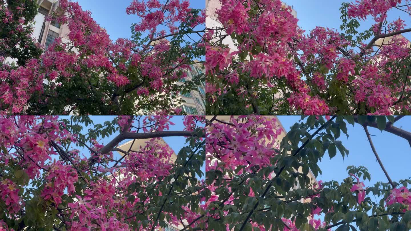 紫荆花树景色春天立春植物