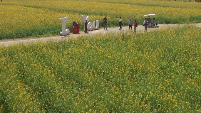 光明欢乐田园油菜花