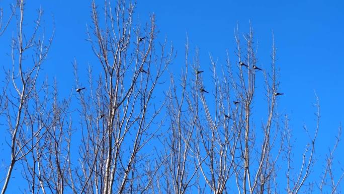 冬季树枝上一群喜鹊