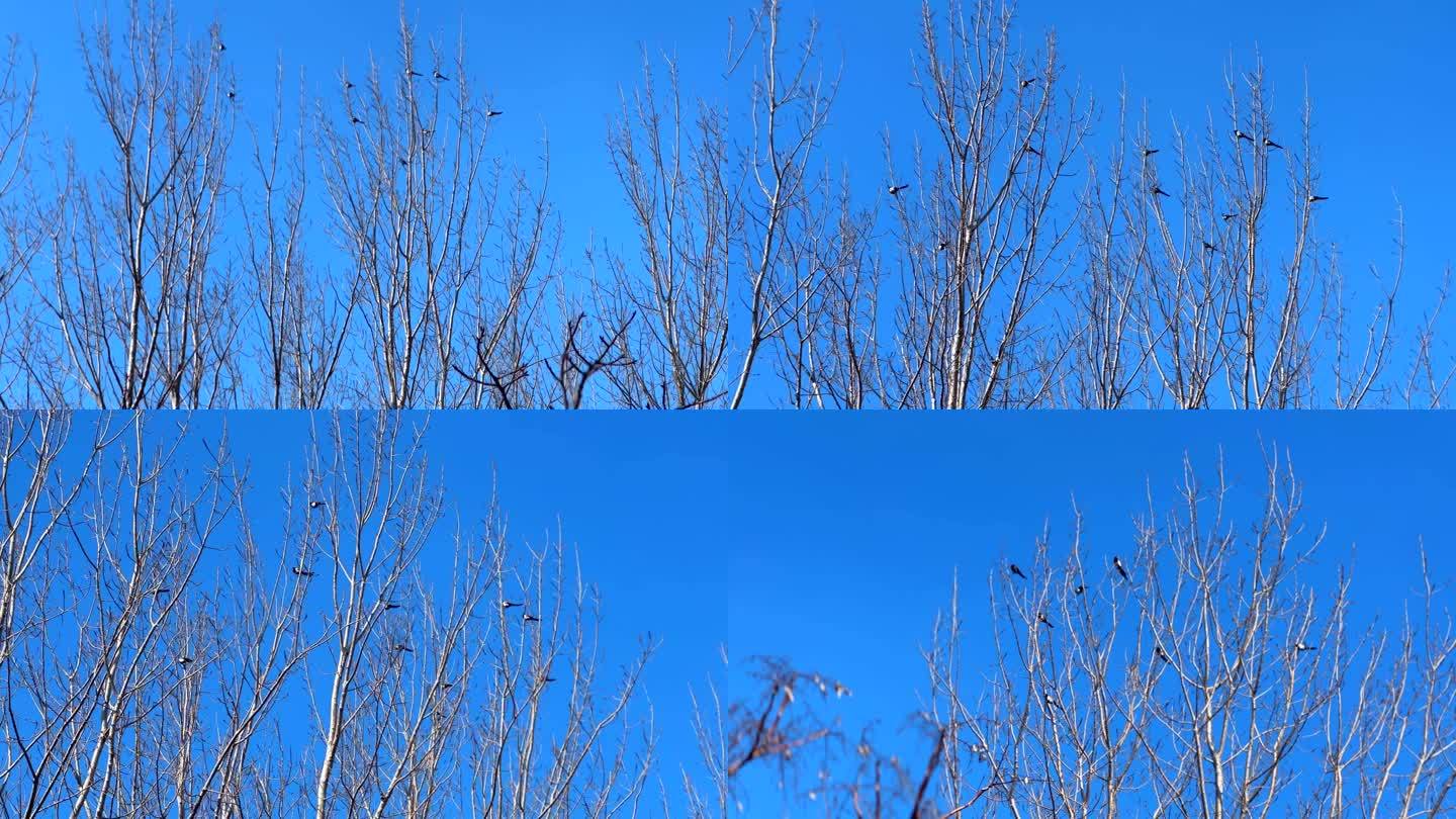 冬季树枝上一群喜鹊