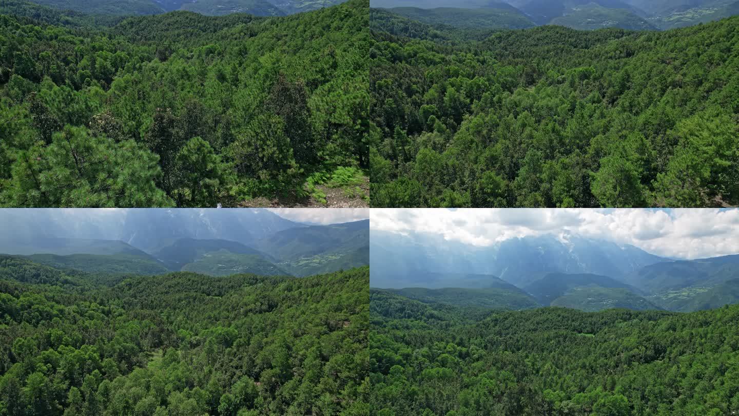 雪山森林集合