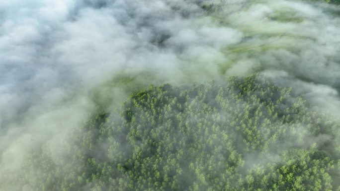 森林云海流淌的雾