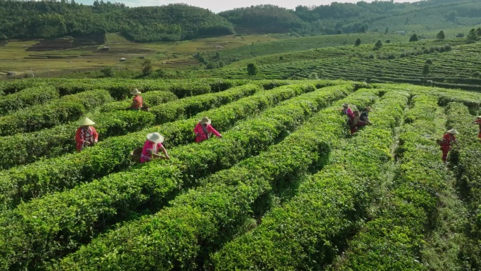 普洱茶 普洱茶地 少数民族采茶