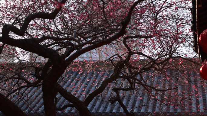 春天阳光穿过梅花树