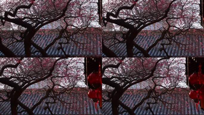 春天阳光穿过梅花树