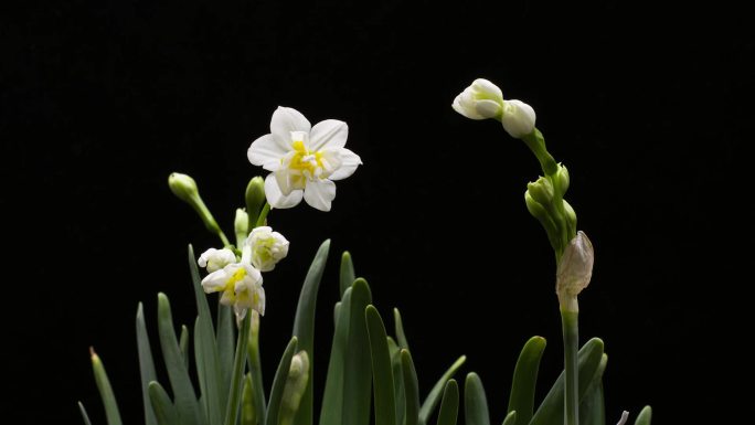 水仙花