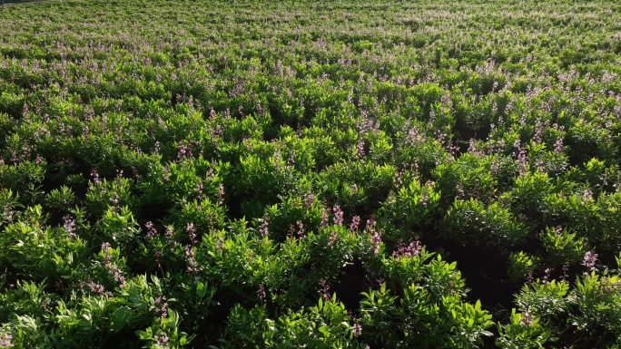 芍药花开田野