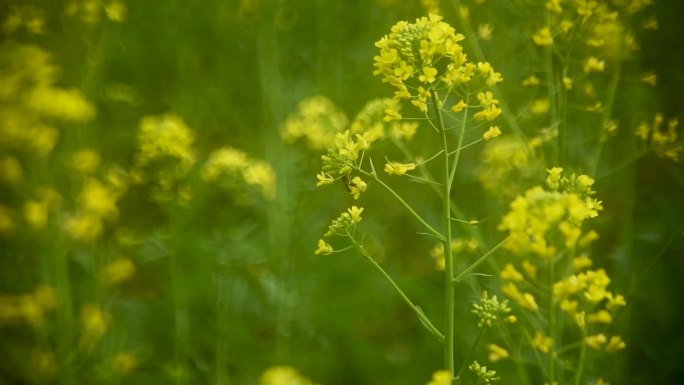 油菜花蜜蜂3