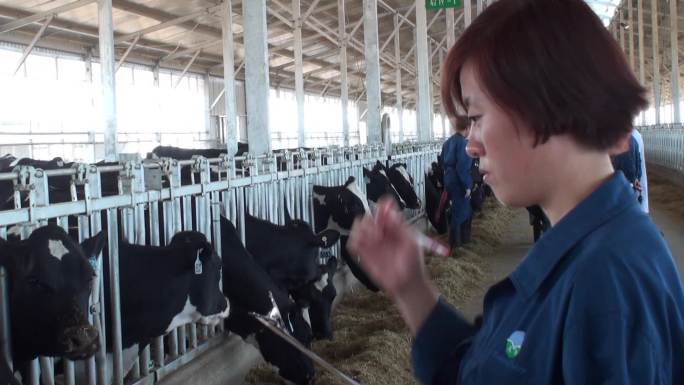 现代化奶牛养殖场挤奶台牛舍添加饲料配种