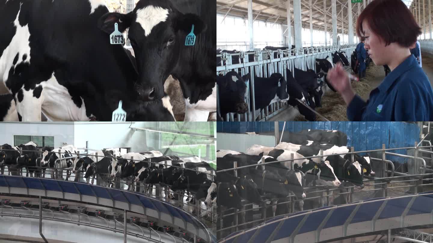 现代化奶牛养殖场挤奶台牛舍添加饲料配种