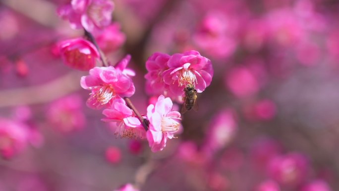 采蜜的蜜蜂 春天里的梅花开了 自然空镜头