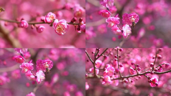 采蜜的蜜蜂 春天里的梅花开了 自然空镜头