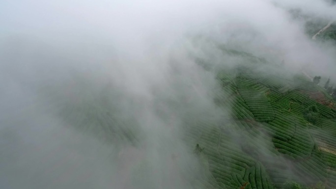 航拍四川乐山竹叶青峨眉雪芽茶山云雾缭绕