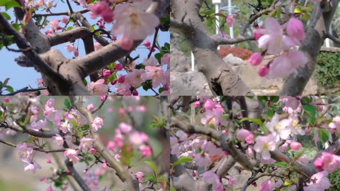 春天秋天樱花树枝叶植物特写风景视频素材4