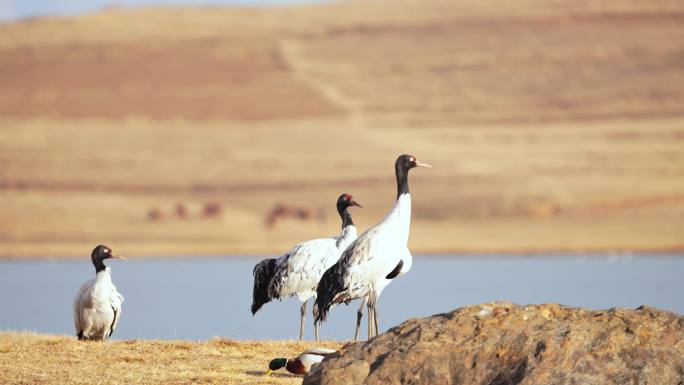 4K云南大山包 黑颈鹤 国家一级保护动物