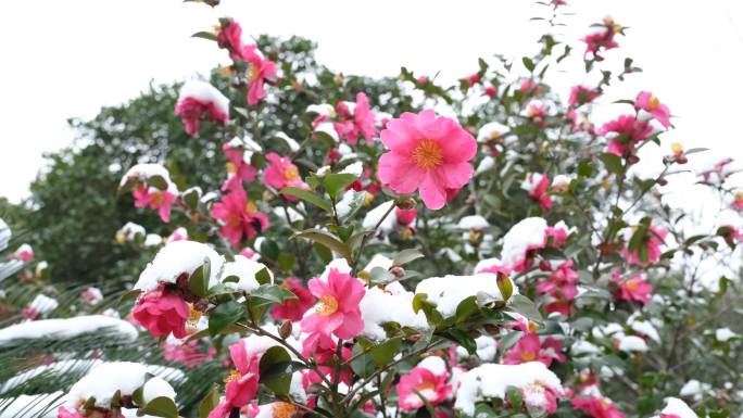 雪中的茶花