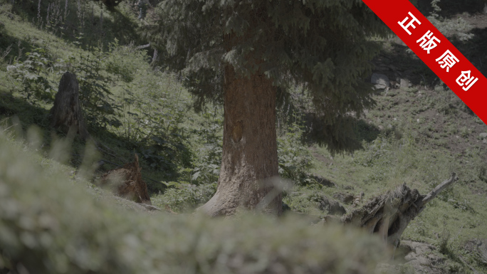 森林枯木新疆自然风光S-Log3灰片4K